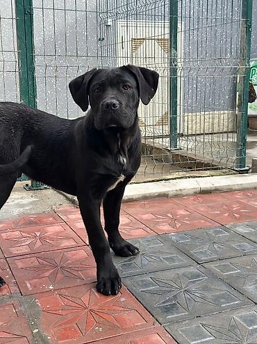 İtlər: 2 Ədəd Erkək və Dişi. Cane Corso Təmiz Qan – həm həyət, həm də ailə — 8