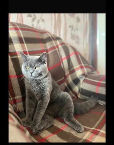 кошки отдам в хорошие руки: Британская, Самец, Самка, В добрые руки, Самовывоз, Платная доставка