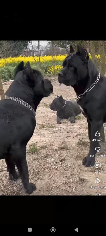 İtlər: Kane-Korso, 1 ay, Sənədli, Rayonlara çatdırılma, Ünvandan götürmə, Pulsuz çatdırılma — 27