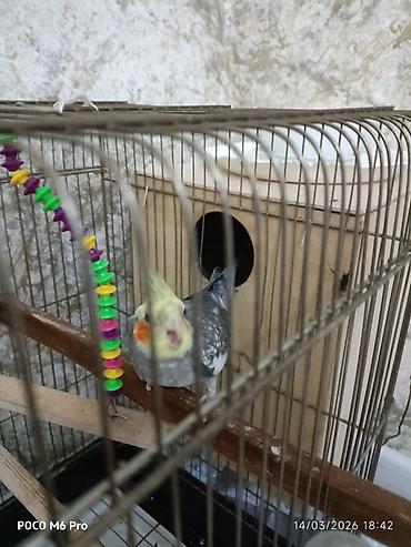 Quşlar: 1 eded erkek karella.saglam quwdur isteyen olsa elaqe — 5