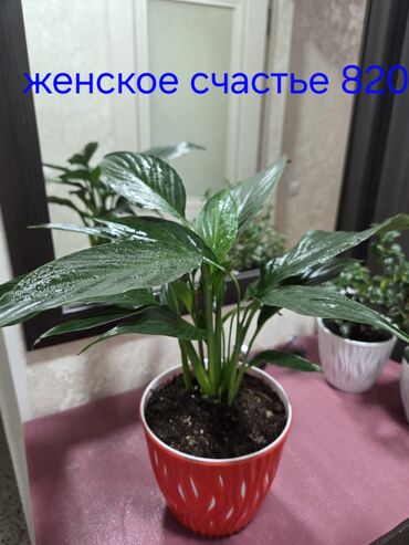 аквариумные растения: Продаю домашние цветы. Спатифиллюм- женское счастье, антуриум-