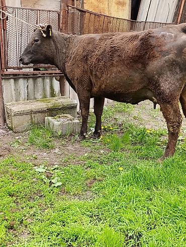 Коровы, быки: Продаю | Корова (самка) — 23