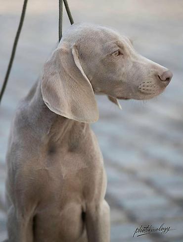 kucne kosnice: Dostupni mužjak i ženka Vajmarskog ptičara Redovno očišćeni od — 6