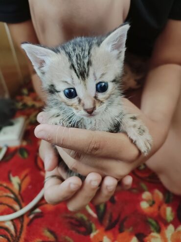 купить домик для кошки недорого: Отдаю в добрые руки, котята различных окрасов: серый, полосатый и