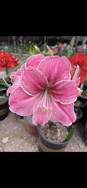 Digər bitkilər: Hippeastrum (Amarillis) soğanlı dekorativ çiçəklər – bir neçə rəng və — 6
