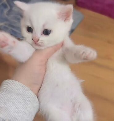 Pişiklər: Erkək, Dişi, Yaxşı əllərə, Pulsuz çatdırılma, Ödənişli çatdırılma, Rayonlara çatdırılma — 8