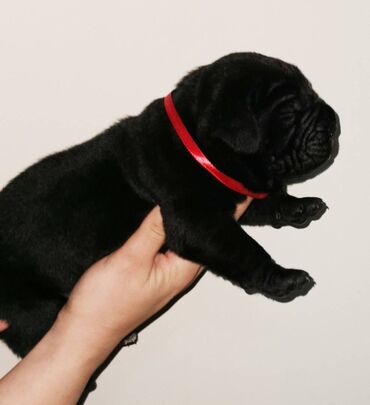 Psi: Ako tražite vernog člana porodice, obratite se nama i postanite — 12