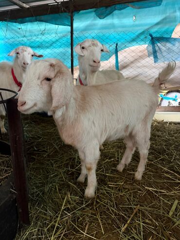 Козы, козлы: Продаю | Козёл (самец) | Битал | Для разведения — 14