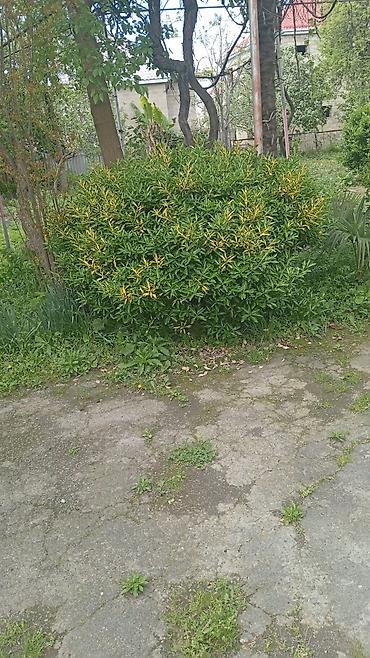 Çöl bitkiləri: Landşaft üçün dekorativ həmişəyaşıl kollar - Thuja (piramidal — 2