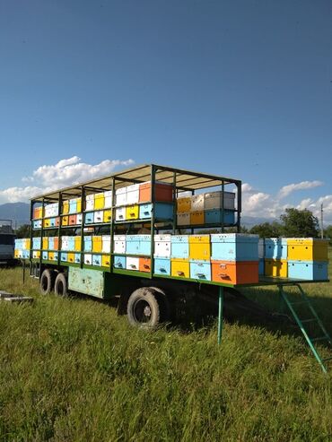 Какой лучше выбрать размер пчелиной рамки? ➤ Интернет-магазин Vashapasika