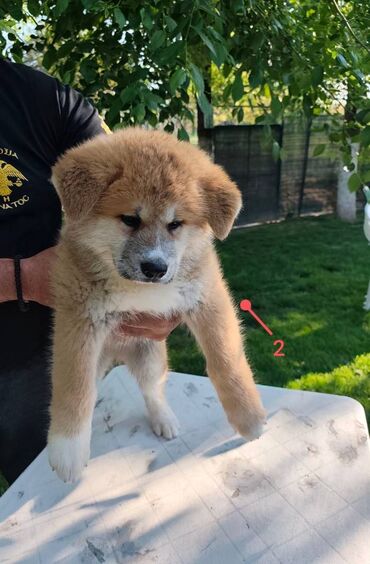 Psi: Stenci Akita Inu (Japanska Akita) stari cetiri meseca, vakcinisani i — 3