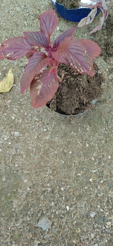 Toxumlar: Растения на заказ и в продаже кому интересно пишите -da lalafo.az — 12 Toxumlar: Растения на заказ и в продаже кому интересно пишите — 12