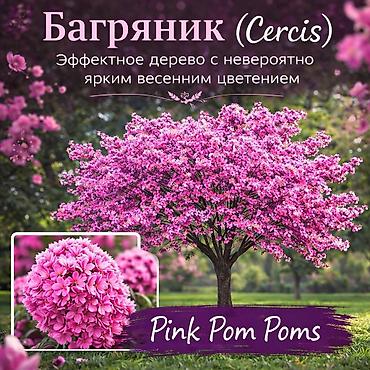 Другие садовые цветы и кустарники: Https://t.me/blooming_garden_kg Редкие и эффектные декоративные — 35