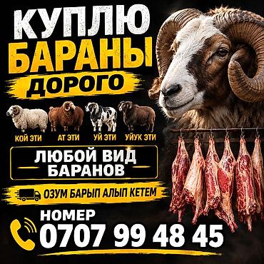 животные каровы: Кой козу алам келишим Баада номерге ватсап аркылу живергиле куплю — 1