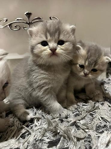 Pişiklər: Şotland yastı qulaq — 2