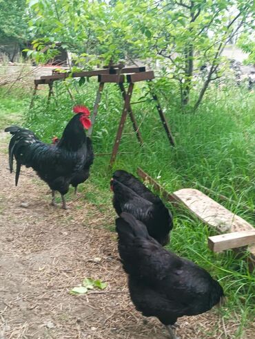 продаю поросят: Продаю подростков цыплят австролопа линия Румыния