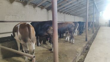 продаю музоо торпок корова самка бык самец айрширская ангус алатауская на забой для разведения на откорм племенные нетель привязанные: Сатам | Уй (ургаачы), Кунаажын | Бордоп семиртүү үчүн, Союуга