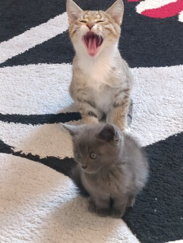 леопардовые вещи: Котята 🐱 очень милые послушные ищят дом и заботливые руки, кушают всё