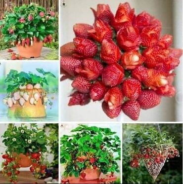 Semena i sadnice: Seme jagode više vrsta
Cena:650din/200 semenki — 4