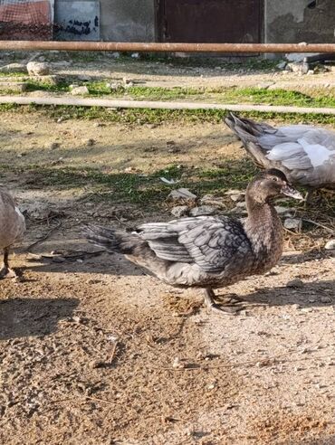 quş satışı: Macar sortu erkek lal ördək satılır 25 azn