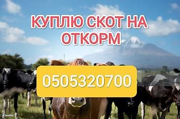 скот телята: Услуга: закупка крупного рогатого скота на откорм. - Принимаем бычков — 1