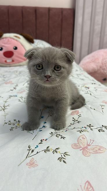 Pişiklər: Şotland — 12