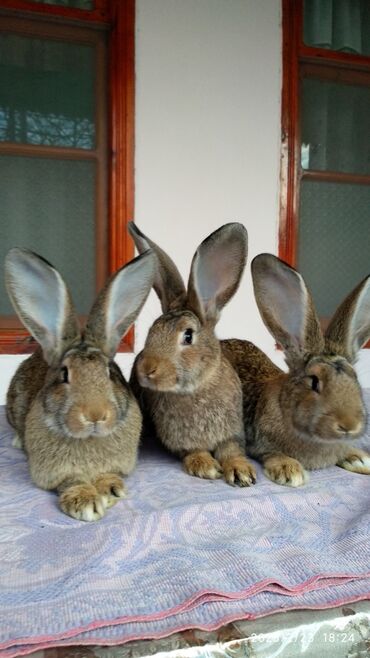 Dovşanlar: Flandr cinsli damazlıq dovşan balaları satılır. Ətlik cinsidir. Təmiz -da lalafo.az — 9 Dovşanlar: Flandr cinsli damazlıq dovşan balaları satılır. Ətlik cinsidir. Təmiz — 9