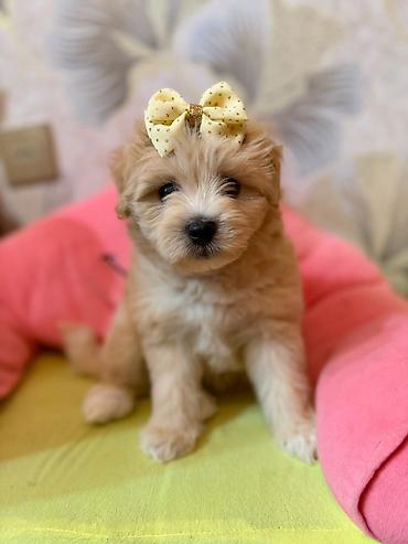 Maltipoo balalarımız erkey dişi var her reng var əlaqə saxlıyın