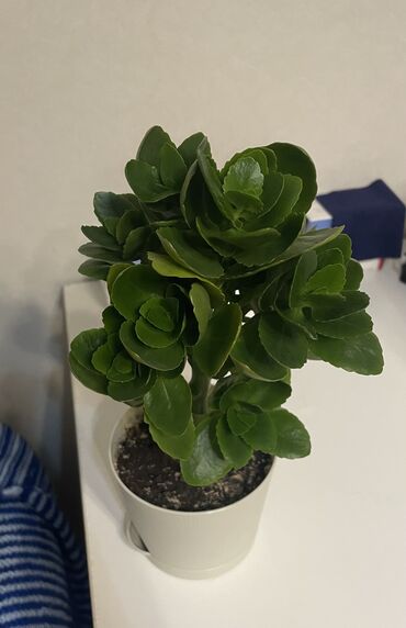 кастрюли большие: Продам каланхоэ, в горшках, до 3шт, высота 15, 18, 22см. Цветки