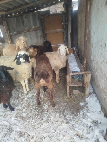 Баран, овца: Продаю | Ягненок | Полукровка | Для разведения | Матка — 2