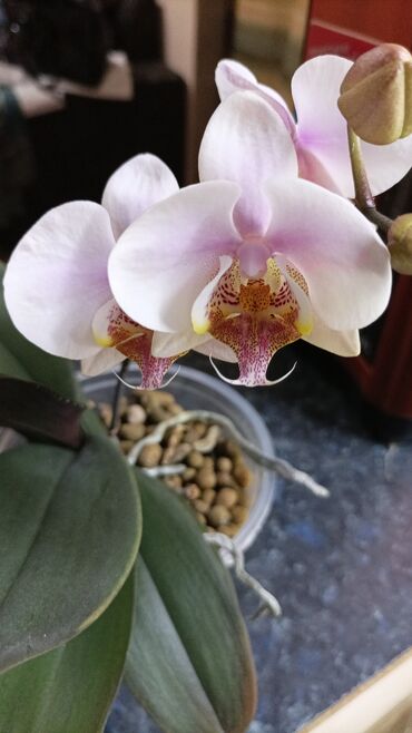 Другие комнатные растения: Орхидеи в домашней посадке, адаптированы . посадка в керамзит, проблем
