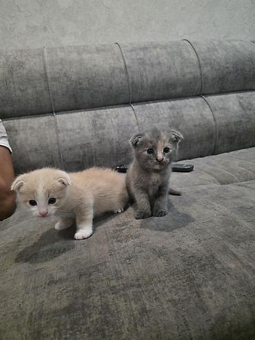 Отдам котят в хорошие руки. Самовывоз, район завода Кока Кола. тел — 4