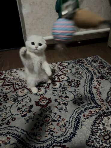 Продажа кошек: Скотиш Фолд (Шотландская вислоухая), 3 месяца, Мальчик, Приучена к лотку — 5