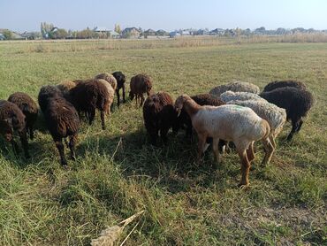 купить горох кормовой: Сатам | Козу, Кочкор (эркек)