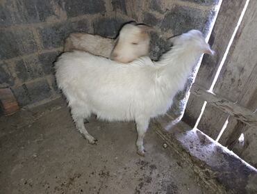 Козы, козлы: Продаю | Козёл (самец) — 9