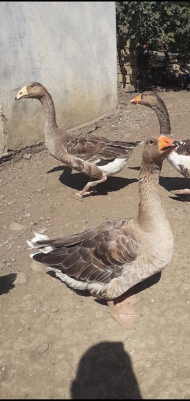 azerbaycan it adlari: 2 ədəd Tula döyüş qazları erkəy və dişi.2 ədəd ana qaz biri ala çox — 6