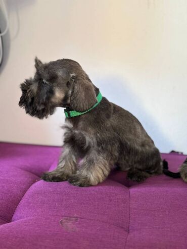 Psi: Odgajivacnica Pet house nudi prelepe stence Patuljastog snaucera Biber — 9