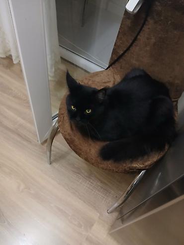 Pişiklər: Yaxşı əllərə — 4