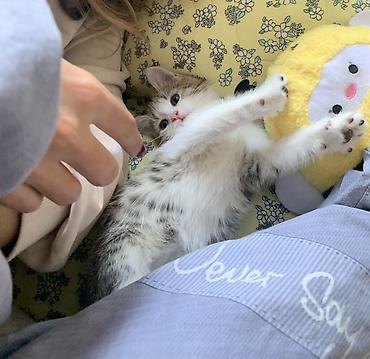 большая кошка: Отдаем котенка в добрые руки!!! котенок девочка - возраст 1–2 месяца — 1