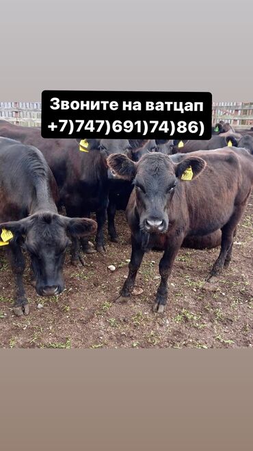 уй животных: Бычки телята тёлучки +7)747)691)74)86) вотсап Бычки телята тёлки