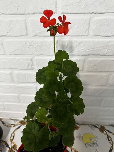 Другие комнатные растения: Герань красная, очень обильно цветет! В новом горшке и новом грунте