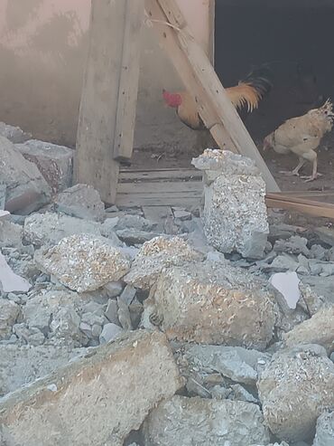 Колбасы и сосиски: Bu, toyuq və xoruzun birlikdə təsvir edildiyi bir heyvan elanıdır