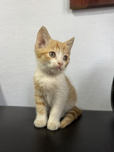 Отдам даром кошку: Отдадим котят в добрые руки. Котята все едят к лотку приучены