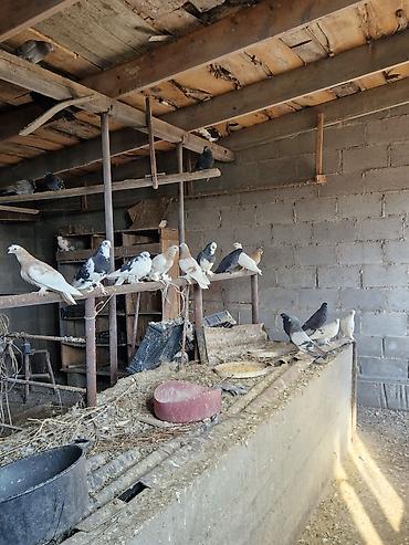 Другие с/х животные: Порода: СРОЧНО МОГУ ПРОДАТЬ ОПТОМ ЦЕНОЙ НЕ ОБИДЕМ декоративные голуби — 13