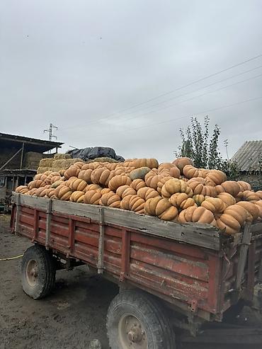 Жашылчалар: Тыква мускатная (крупноплодная, ребристая) - Урожай с собственного — 1