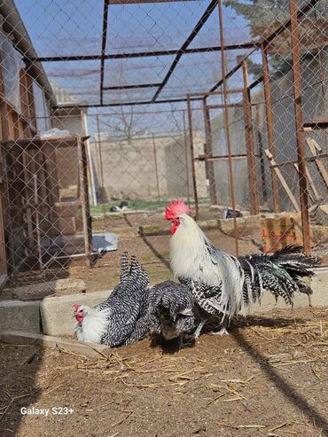 Xoruzlar: Tek 100 ayam zemani cut 200m .qap — 43