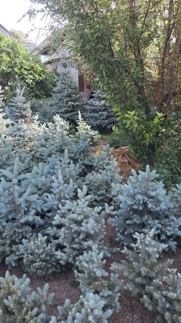 Декоративные деревья: Саженцы деревьев: Ели — 11