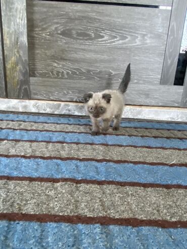 японская порода кошек: Котёнок с окрасом поинт мать вислоухая отец сиамский (темные уши