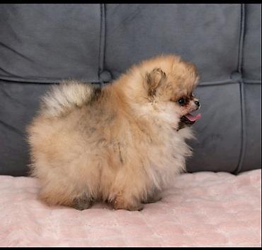 Psi: U ponudi dva steneta Pomeranca starosti 2 meseca.  Muzjak i zenka — 4