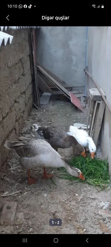birə dərmanı: Qazlar satilir bir yerde 1 erkey 2 diwi yaxwi bala veren heyvanlardi
